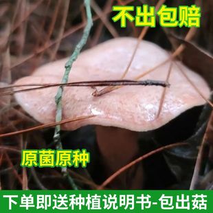 正宗松树菌菌种家种高产乌枞菌黄枞菌原种菌种松菌菌种室内外可种