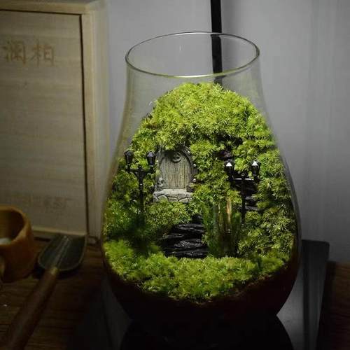 苔藓微景观生态瓶diy水滴斗鱼瓶水培植物玻璃瓶室内绿植摆件