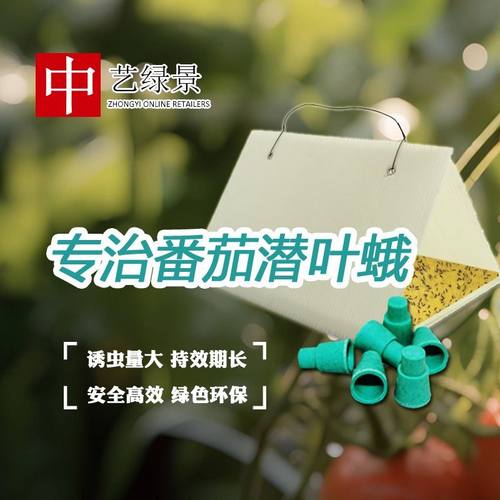 中艺绿景 西红柿潜叶蛾 诱芯诱捕器 农用强效潜叶蛾诱杀