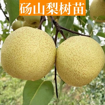 砀山酥梨苗南北方种植耐寒特大梨树果苗活苗盆栽嫁接早熟当年结果
