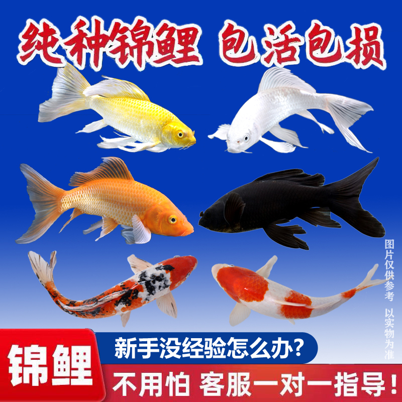 观赏鱼锦鲤大鱼冷水鱼淡水金鱼宠物活鱼风水鱼好养纯种练手小鱼苗
