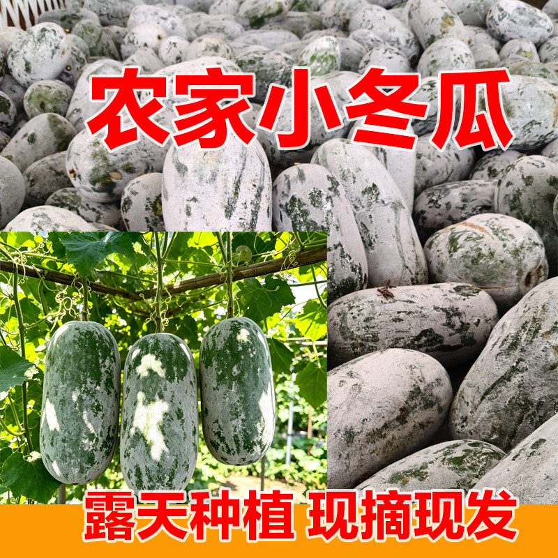 四川高山当季新鲜迷你小冬瓜