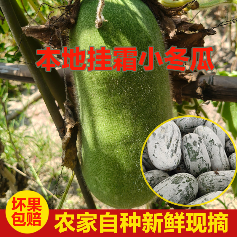 四川高山当季新鲜迷你小冬瓜