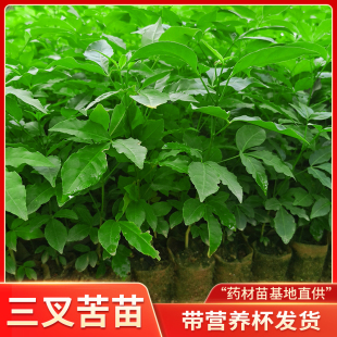 三叉苦树苗正宗三丫苦药材种子苗三桠苦落叶鸡骨树广西带杯土带叶