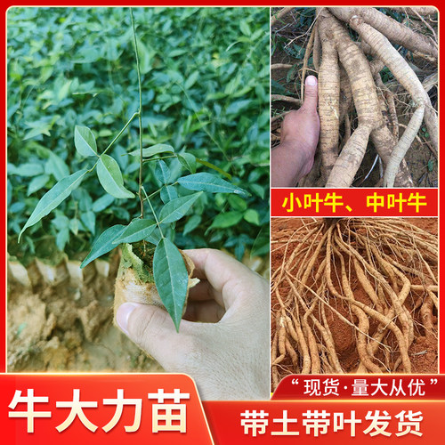 广西正宗牛大力树苗大小中叶细叶