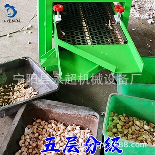 大蒜分選機(jī)蒜頭分瓣機(jī)電機(jī)配套使用小型家用大蒜篩選分瓣一體機(jī)