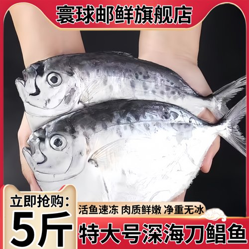 野生刀鲳鱼5斤到手9-12条鲳鱼