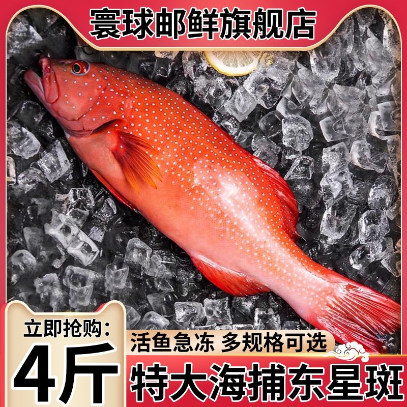东星斑新鲜鲜活深海燕尾斑冷冻冰鲜东星斑鱼海鲜水产石斑鱼海鱼