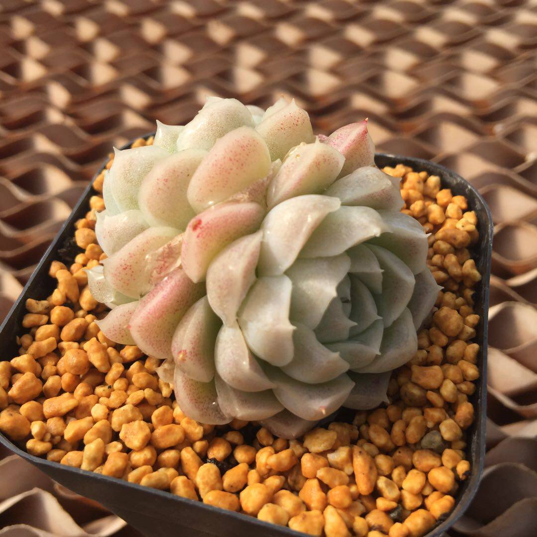 阿尔巴白月影 多肉植物|一物一拍 韩系|大粗腿和小细腿的多肉花园