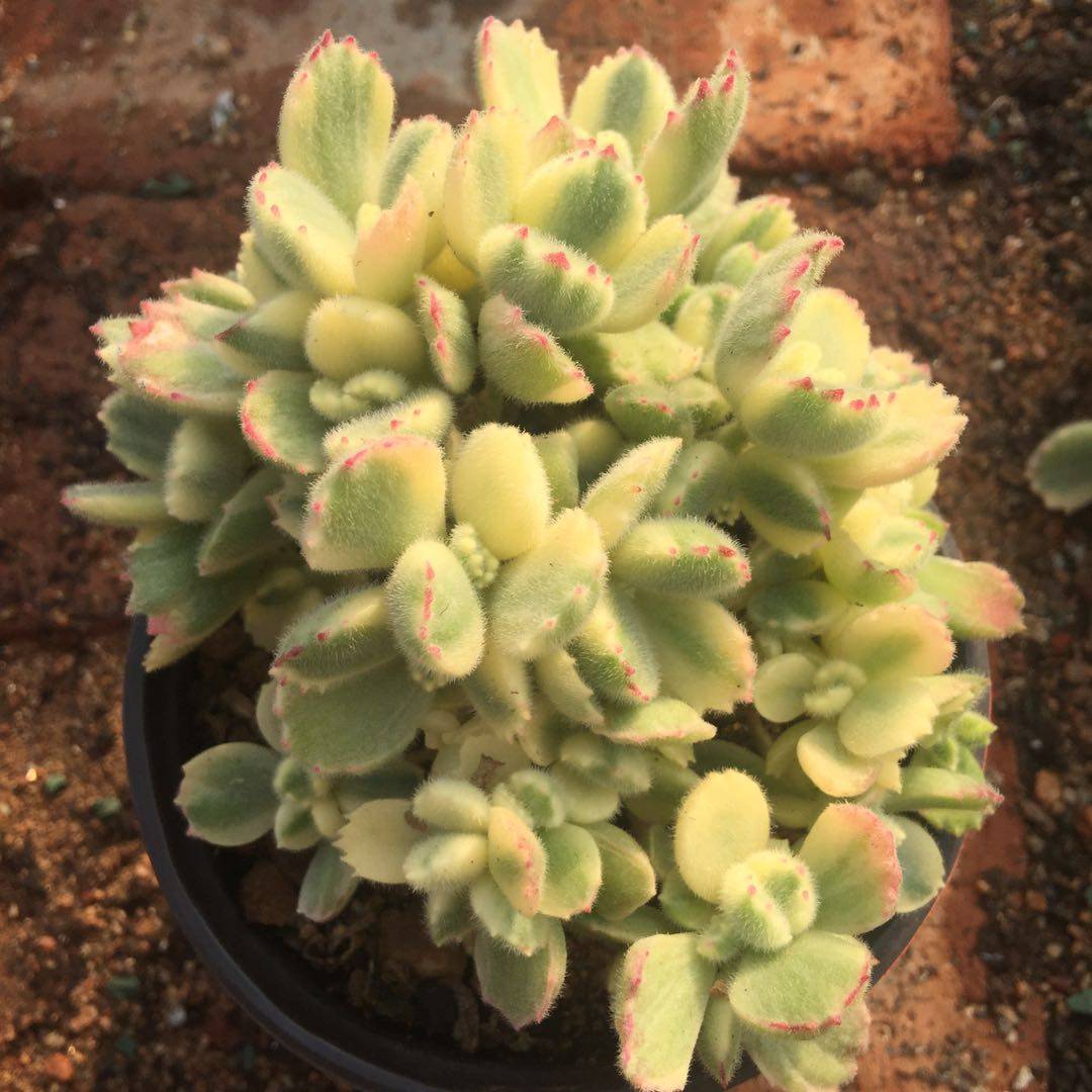 白熊 多肉植物|熊童子 多肉可爱萌多肉|大粗腿与小细腿的多肉花园