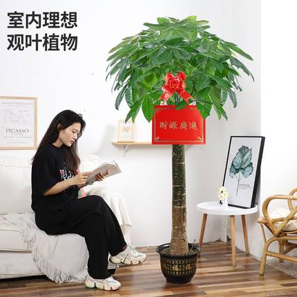 大型发财树盆栽植物办公室内外大棵客厅绿植花卉乔迁新居开业礼物