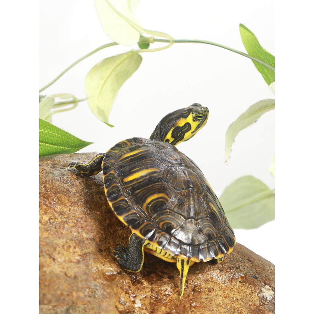 深水龟黄耳龟吃粪龟鱼缸混养活物冷水龟长寿龟家养宠物观赏小乌龟