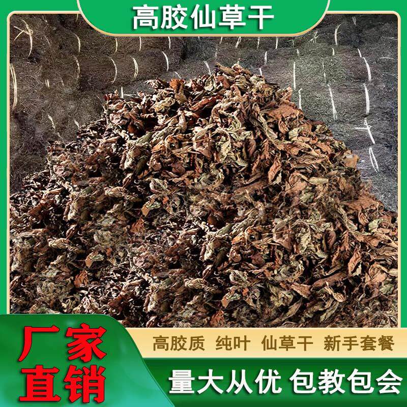 速发高胶质仙草全叶正宗仙人草黑凉粉草叶干烧仙草龟苓膏原料草粿