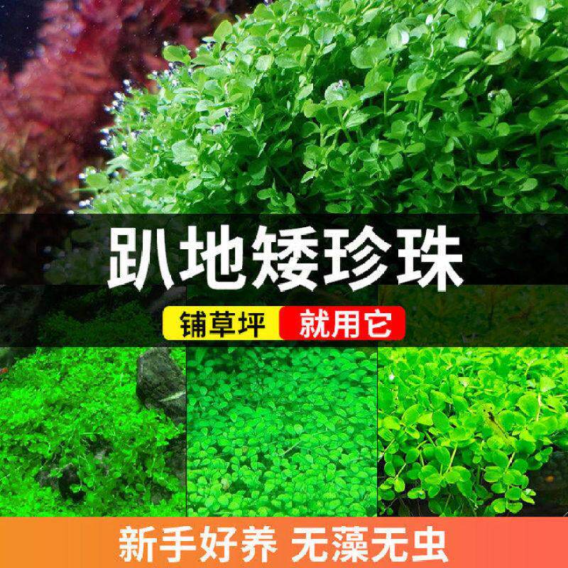 趴地矮珍珠水草养鱼专用草缸造景植物牛毛草净水鱼缸氧阴性水草