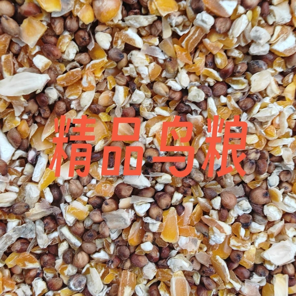新鲜玉米高粱鸽子鸡鸭喂鸡