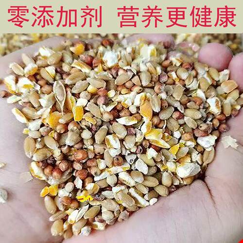 高梁麦子玉米碎混合喂鸡