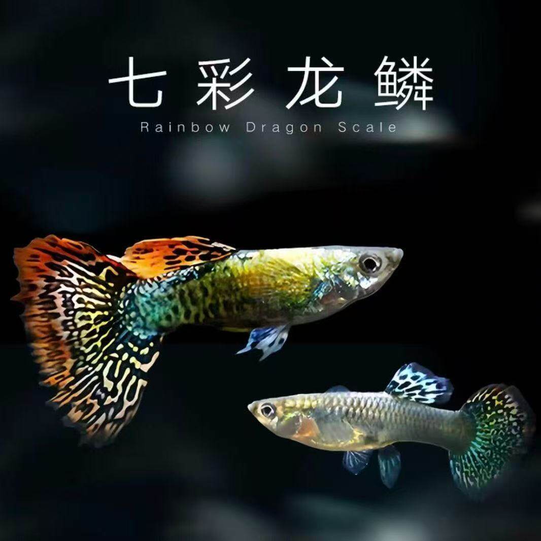 七彩蕾丝龙鳞孔雀鱼小型活体观赏