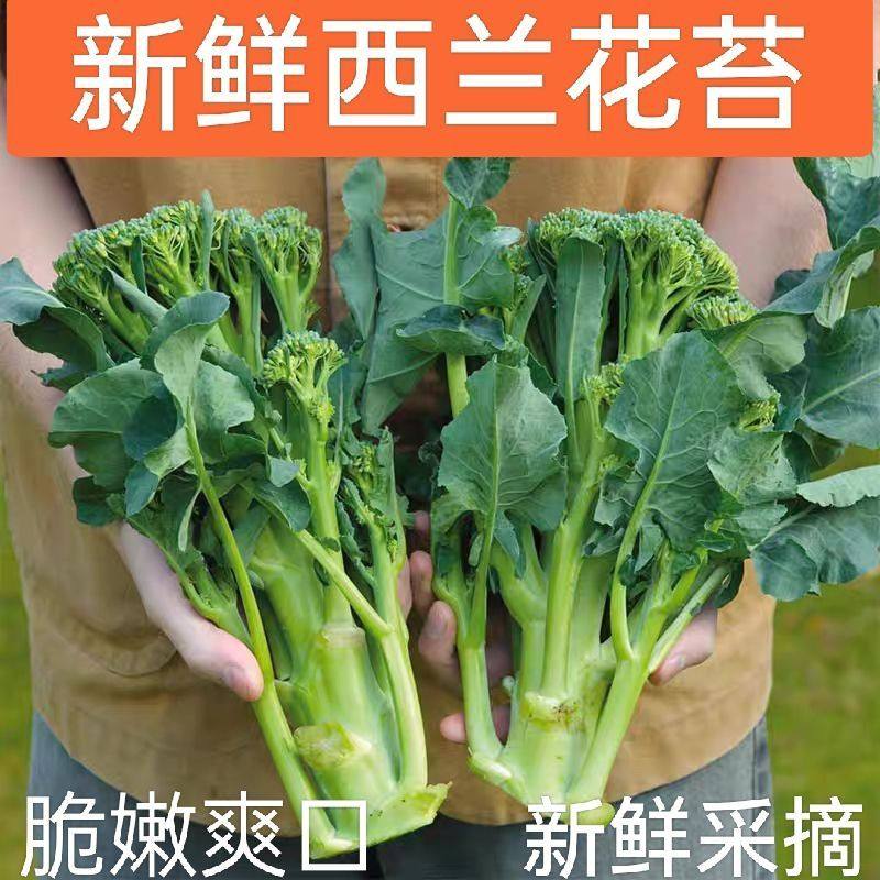 云南新鲜西兰苔时令蔬菜青花苔小西兰花苔西蓝花苔笋青花菜兰花苔