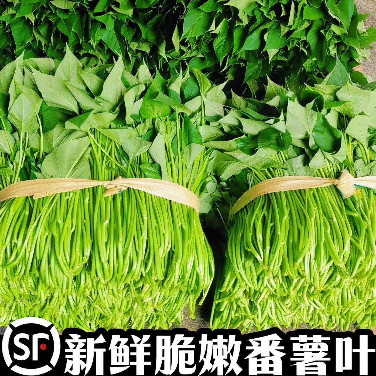 新鲜红薯尖顺丰冷链包邮