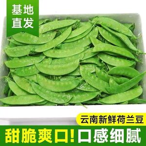 云南荷兰豆3元多1斤新鲜现摘