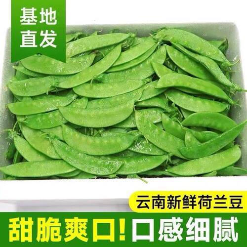 云南高原现摘甜脆荷兰豆