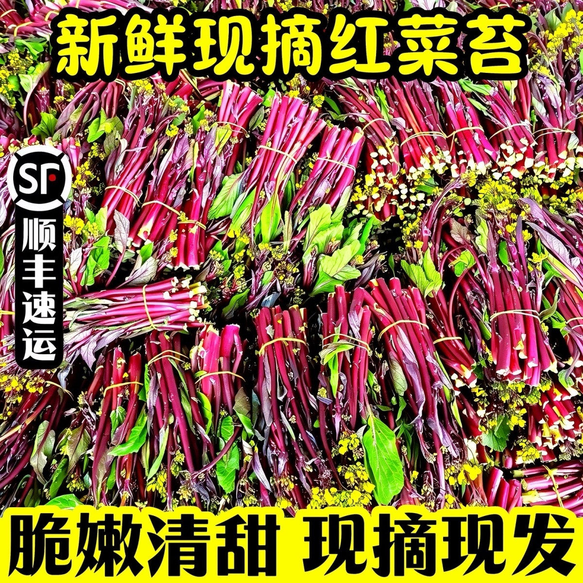 新鲜红菜苔顺丰冷链包邮