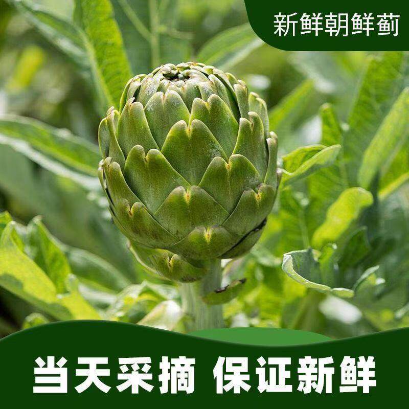 洋蓟老果晒茶煮水榨汁专用