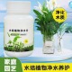 水培植物净水片除臭杀菌消毒富贵竹碗睡莲专用净化水质鲜花保鲜片