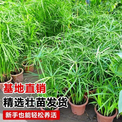 水竹水培植物带根风车草旱伞草鱼池塘造景龟缸水生绿植净化水质