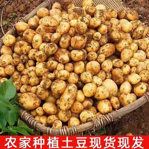 贵州毕节农家自种黄心小土豆威宁本地洋芋高山土豆新鲜现挖马铃薯