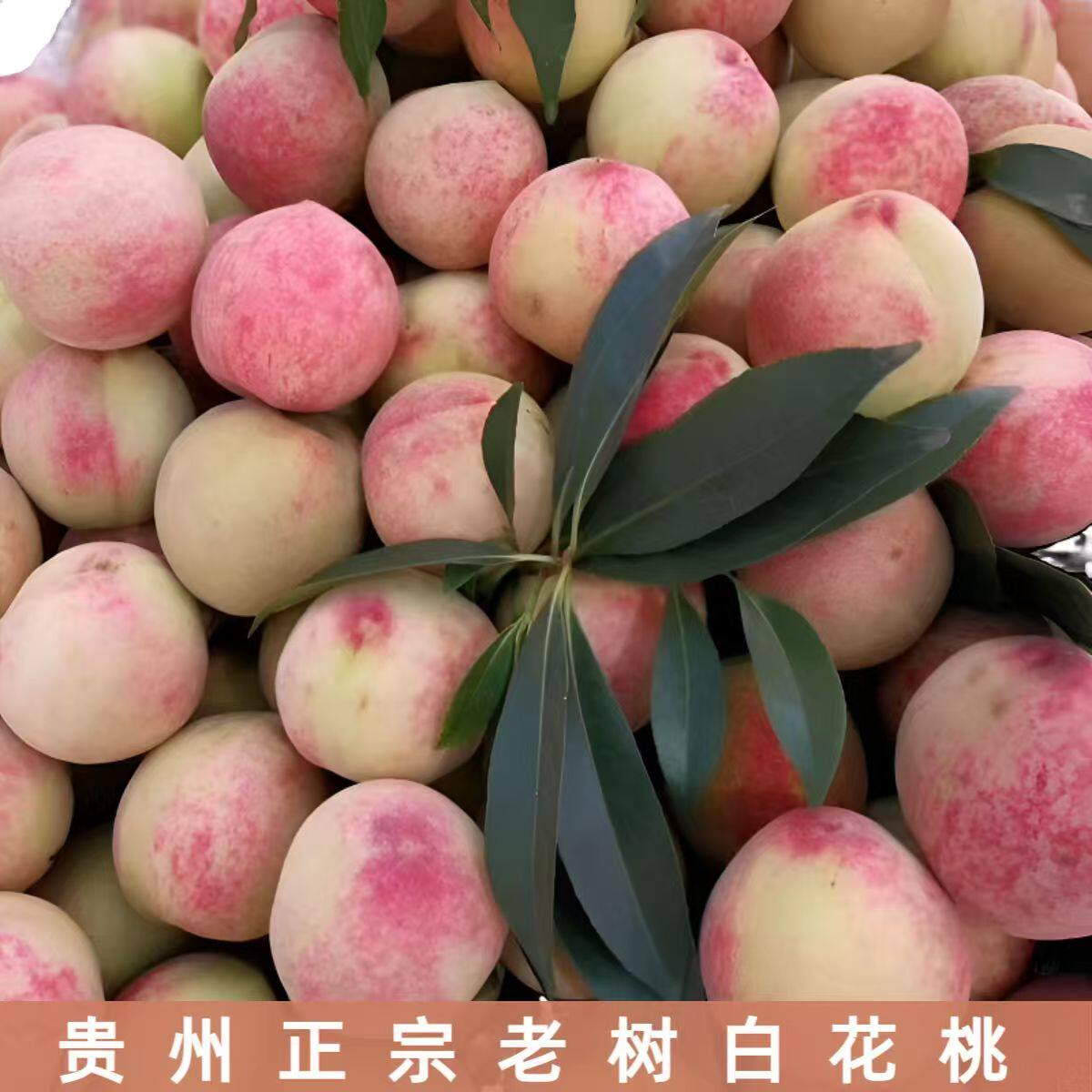 贵州特产白花桃子红心桃子正宗老品种脆桃甜桃子新鲜水果当季时令