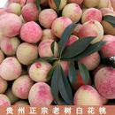 时令 贵州特产白花桃子红心血桃正宗老品种血桃甜桃子新鲜水果当季