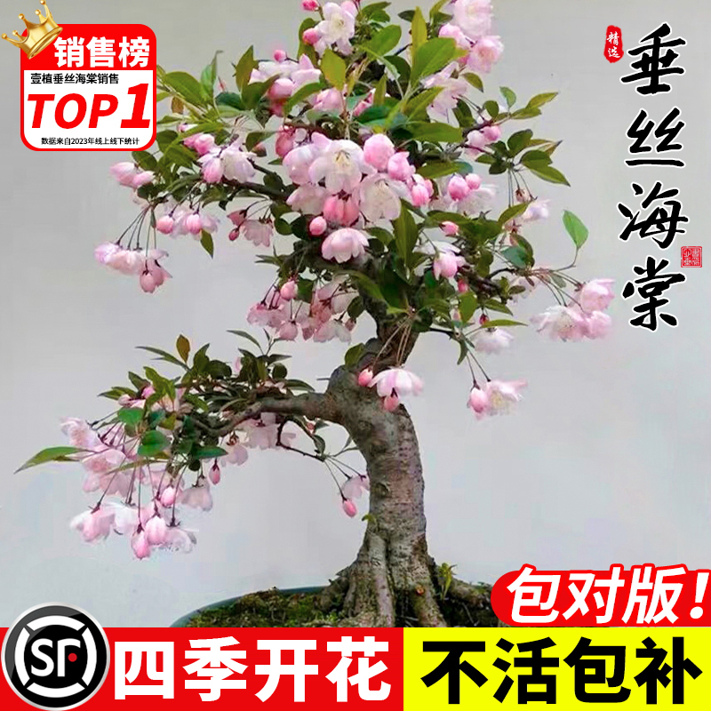 海棠花盆栽四季开花垂丝海棠树苗老桩室内阳台庭院盆景花卉绿植物