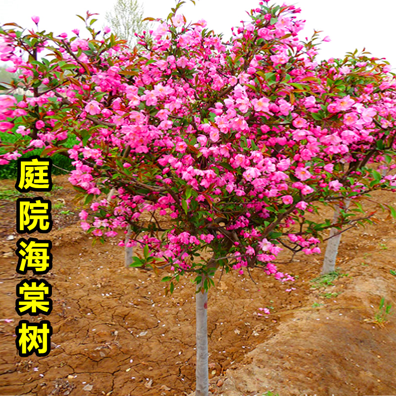 西府海棠花树苗大树四季垂丝海棠盆栽庭院大型高杆风景树地栽植物