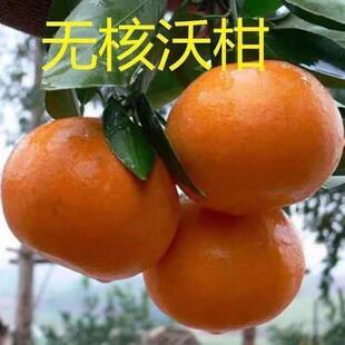 无籽沃柑树苗武鸣嫁接无核籽091南北种植香橙正宗桔橘子果树苗木
