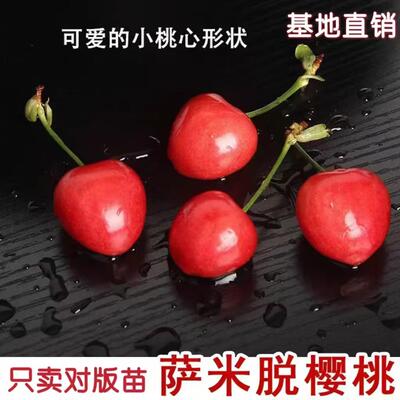 樱桃苗嫁接车厘子树苗