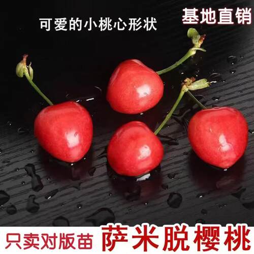 樱桃苗嫁接车厘子树苗