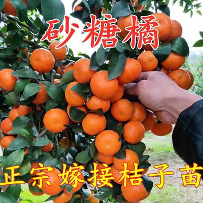 正宗沙糖桔子树苗砂糖橘苗早熟嫁接柑橘苗果树果苗南北方当年结果