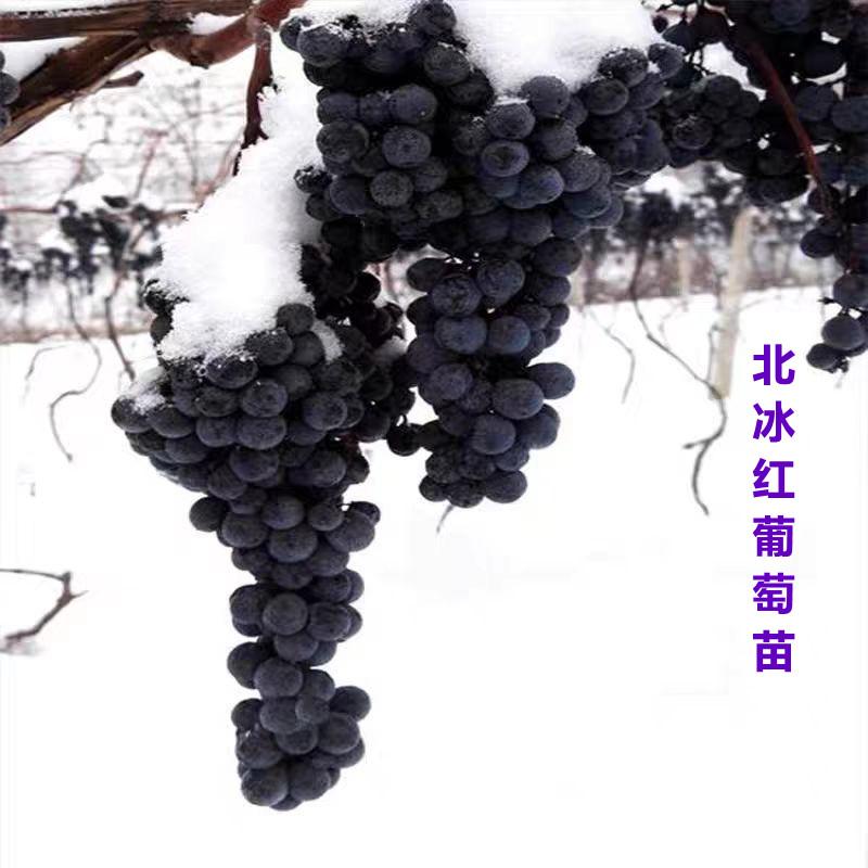 耐寒北冰红葡萄苗冰葡萄当年结果图片