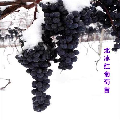 耐寒北冰红葡萄苗冰葡萄当年结果