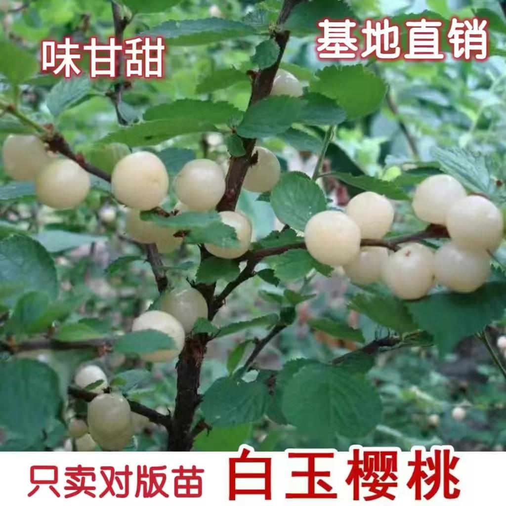 嫁接白玉毛樱桃树苗白珍珠小樱桃山樱野生白樱桃苗耐寒盆栽地栽苗