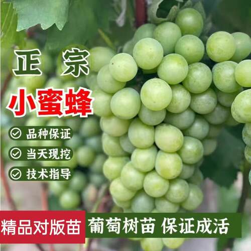 嫁接小蜜蜂葡萄树苗早熟无核葡萄苗南方北方盆栽地栽爬藤当年结果