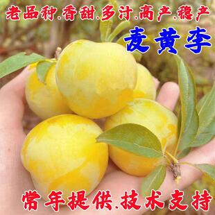嫁接麦黄李树苗老品种脱骨黄金李子苗南方北方盆栽地栽庭院果树苗