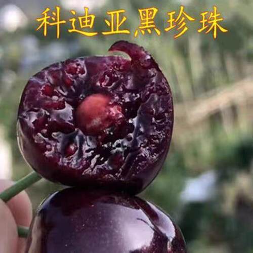 黑珍珠樱桃苗乌皮樱桃苗紫珍珠南北方小樱桃树苗盆栽地栽当年结果