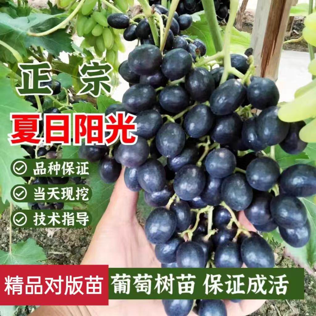 自然无核夏日阳光葡萄树苗特大粒早熟黑提葡萄苗盆栽地栽当年结果