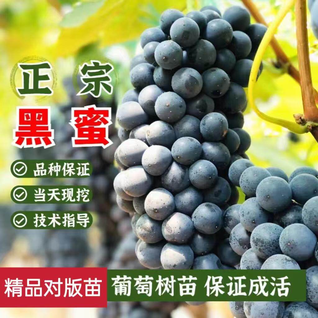 黑蜜葡萄树苗嫁接无籽黑提葡萄苗盆栽地栽南方北方爬藤当年结果苗