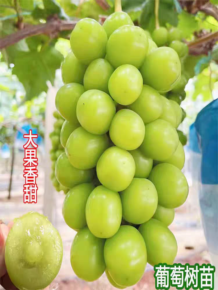 阳光玫瑰特大晴王葡萄苗当年结果