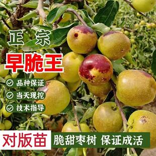 枣树活苗沾化冬枣嫁接特大超甜早脆王枣子树苗南北方庭院当年结果