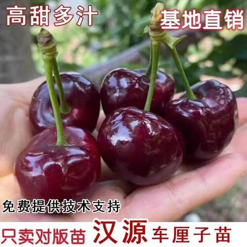 嫁接汉源黑珍珠车厘子苗冰库美早俄8大樱桃苗南方北方当年结果苗