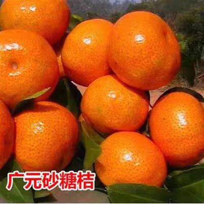 橘子树苗广元沙糖桔四会砂糖橘苗南方北方地栽嫁接桔子苗当年结果